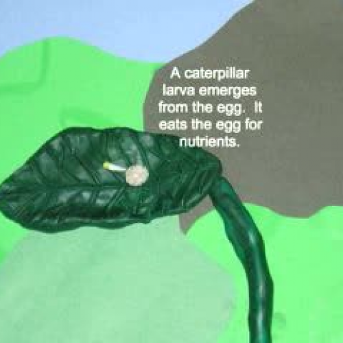 Butterfly Life Cycle- Claymation