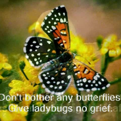 Dont Bother Any Butterflies