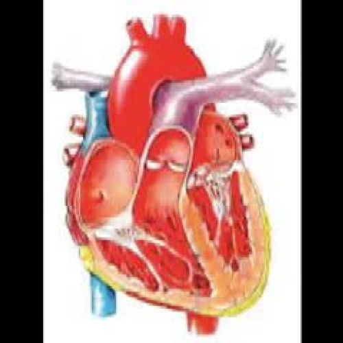 How the heart works - Makarini