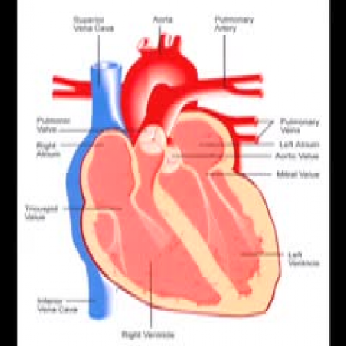 How the heart works - Cole and Jono