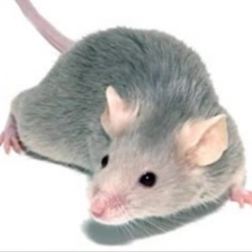 IQ Goes to School Book Book Trailer