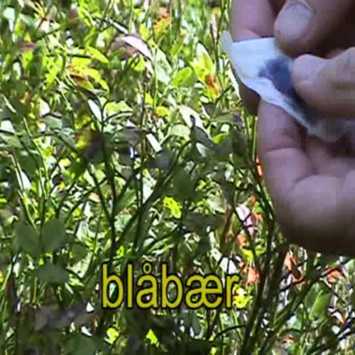 Chemistry - blueberry and ants