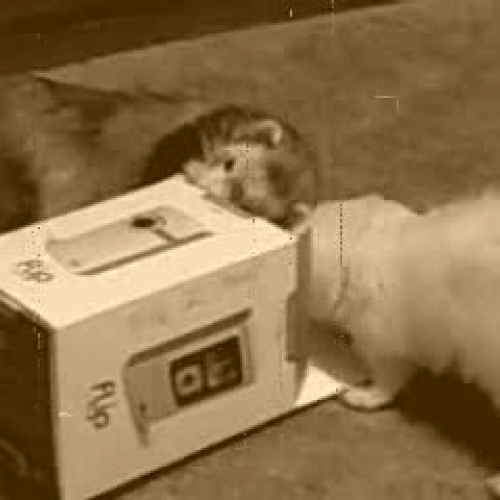 Ferrets playing with FLIP box