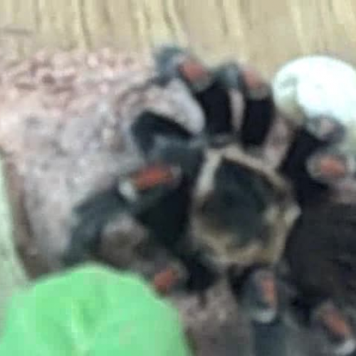 pky tarantula