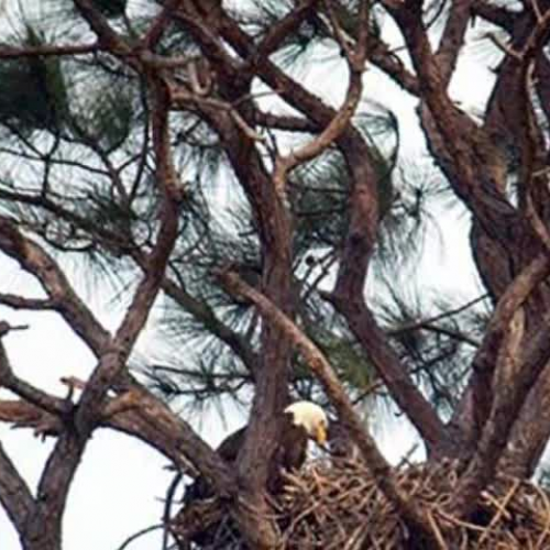 Ecology Vocabulary Digital Story