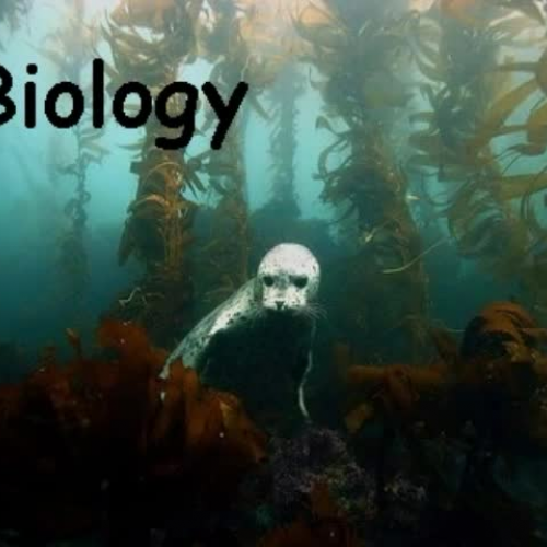 Life in the Kelp Forest