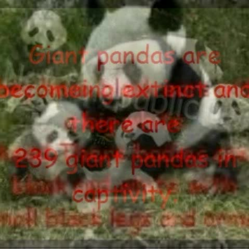 Pandas unedited