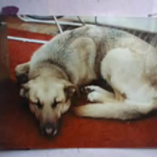 A Dog\'s Tale a Family History