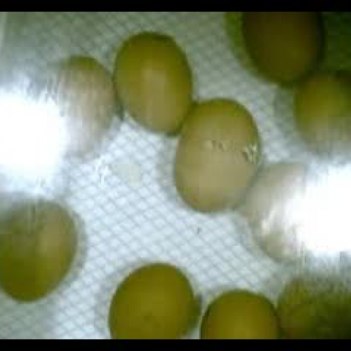 Baby Chick Hatching In School