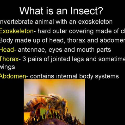 Survey of Insects that Undergo Complete Metam