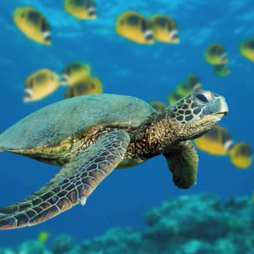 Look to Nature for Inspiration