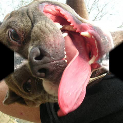 Pitbull Love