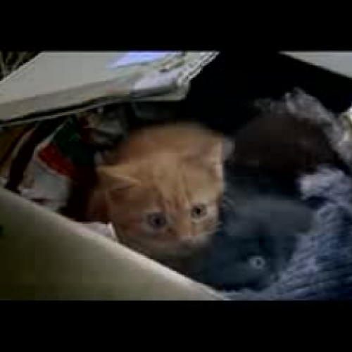 RSPCA Television Ad 1