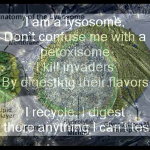 Lysosomes 
