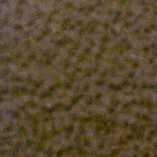 Elodea in Salt Water