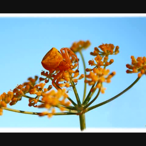 Masters of their Environment