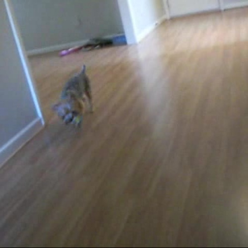 kinseys spanish project