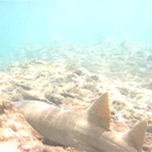 Nurse Shark Cruising