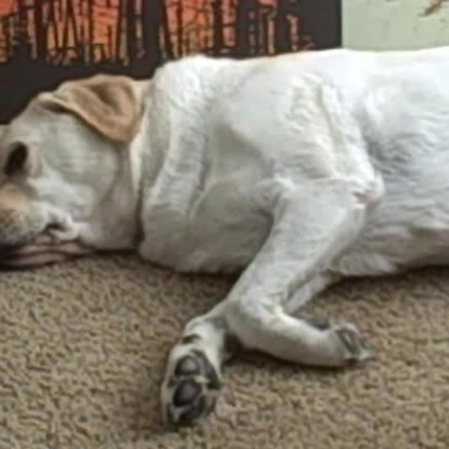 Lazy Dog