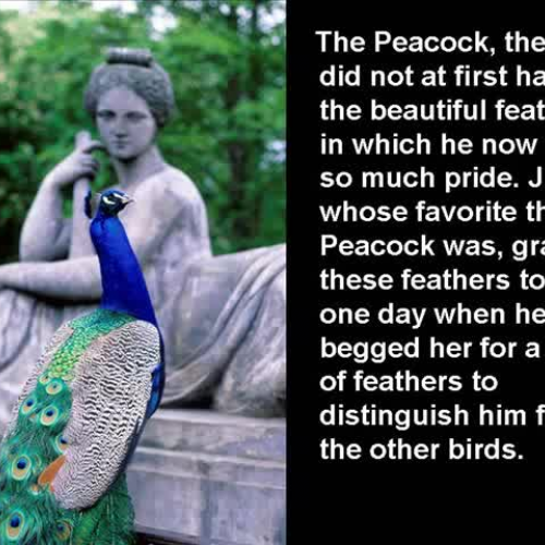 Juno and the Peacock Fable