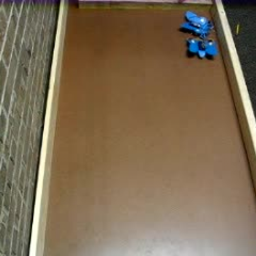 bugs wandering around in a box