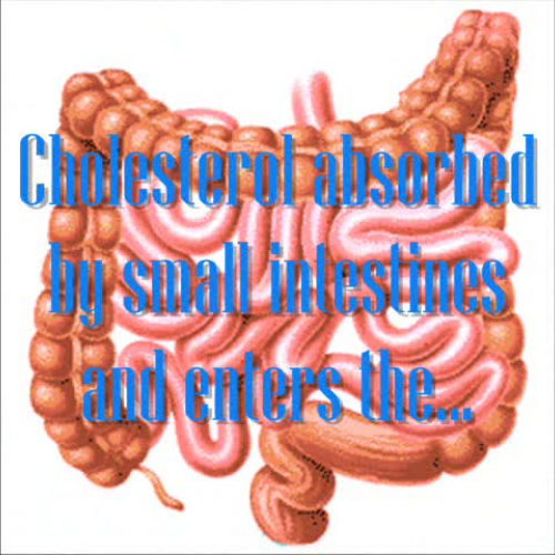 Cholesterol 