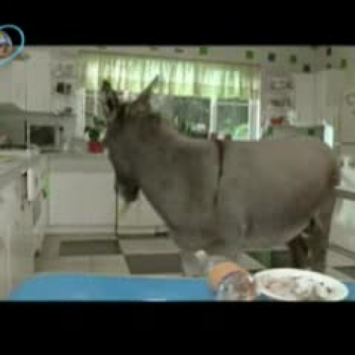 MTV - Lolo the Donkey - Stop Global WarmingSw