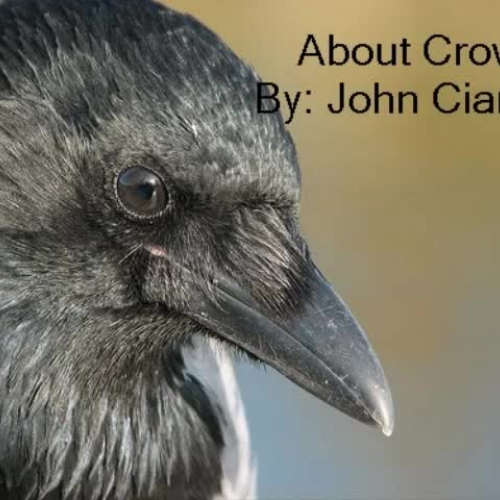 About Crows