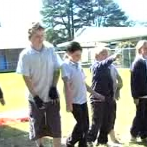 Camphor Laurels Yes or No