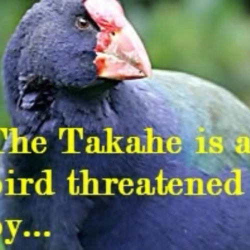 Save the takahe