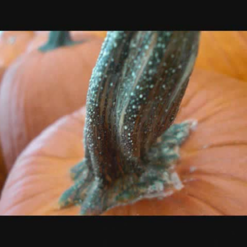 Carsons Halloween Project