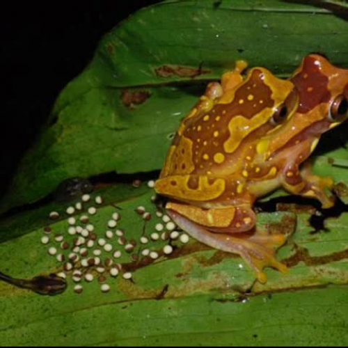 The Life Cycle of a Frog