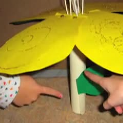 Team 5 Wisconsin Fast Plant Model Movie