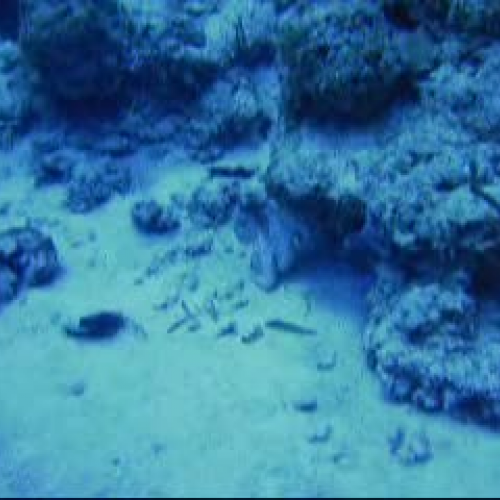 Carribean Reef Octopus