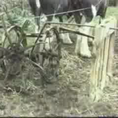 Lifting tatties with the Clydesdale