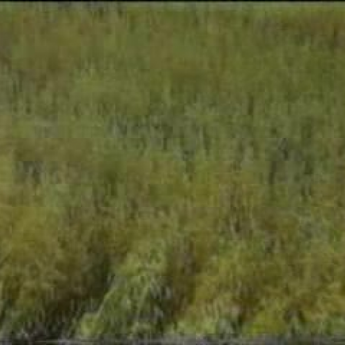 Cutting Corn with a scythe in Aberdeenshire