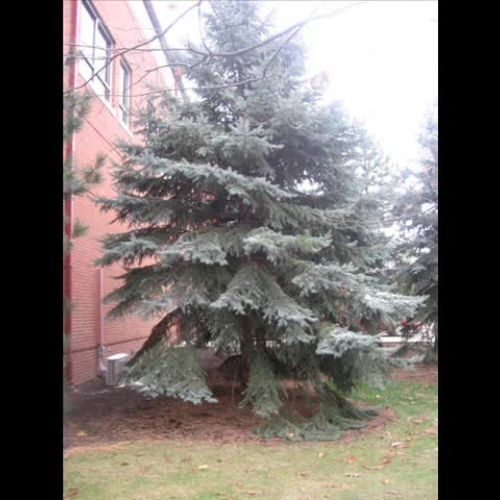 How to make a bird feeder