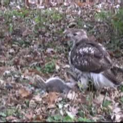 The Hawk