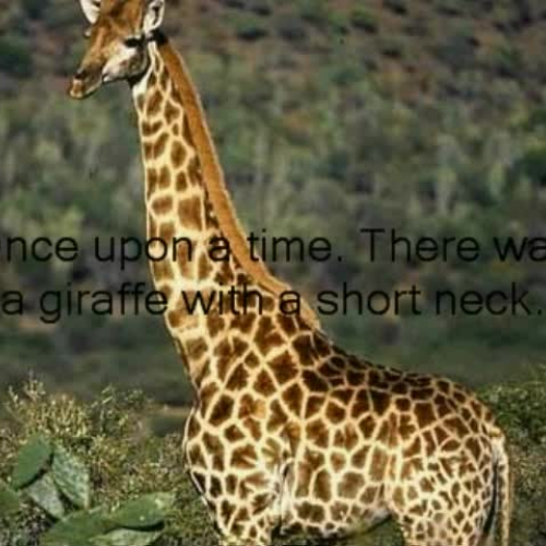 How Giraffe got his Long Neck by Riley