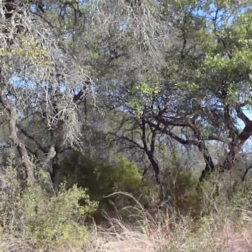 Central Texas Woodland