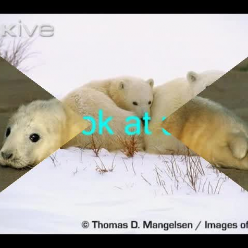 Arctic Animals Video 1