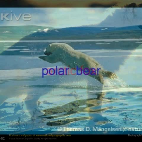 Arctic Animals Video 2