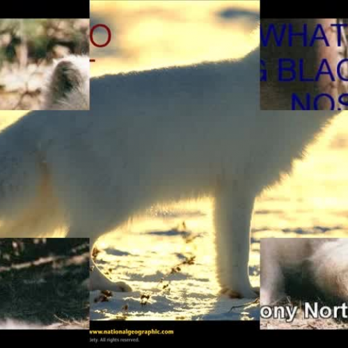 Arctic Animals Video 2