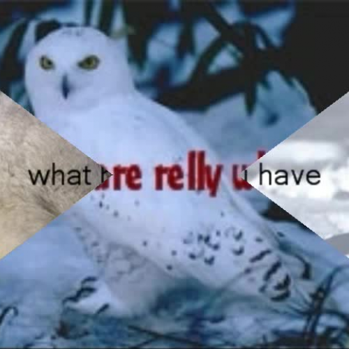 Arctic Animals Video 3