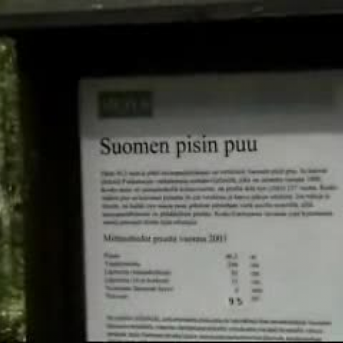 Suomen korkein puu