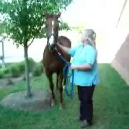 Mary Had a Quarter Horse That Followed Her to