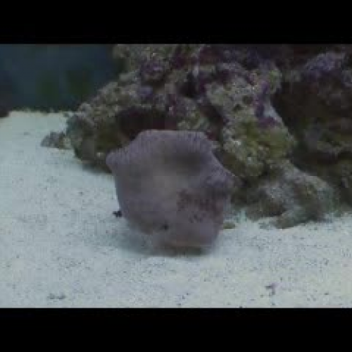 coral waking up in a morning