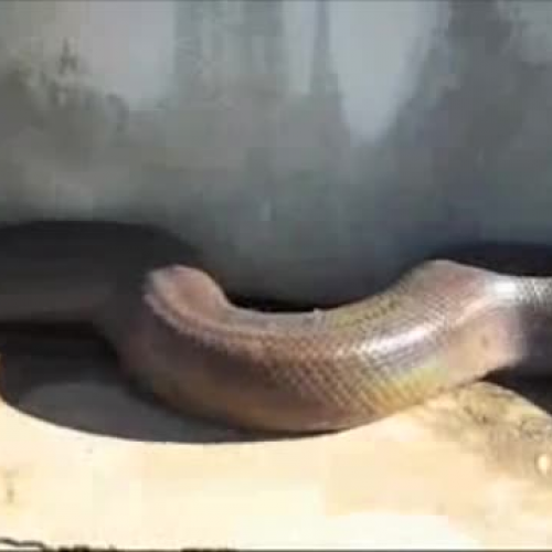 Predicting Activity Snake Video