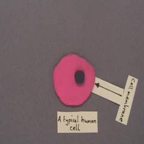 cells nuclei and genes
