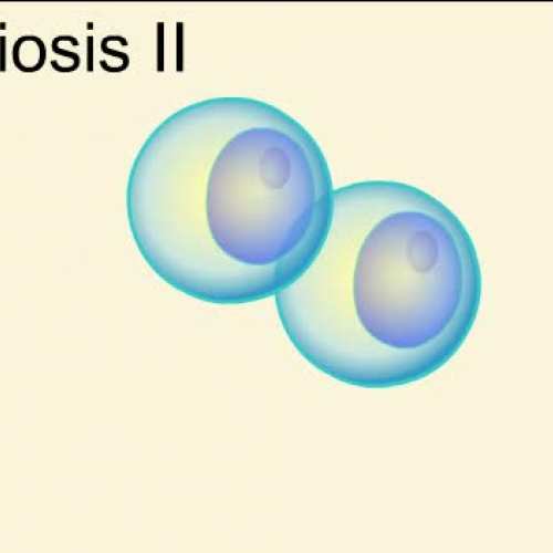 Meiosis